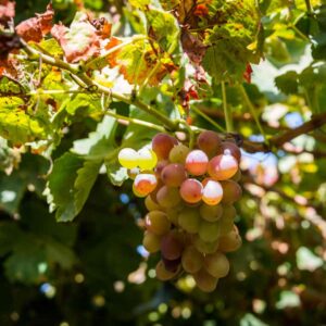 vineyard in Sorsogon