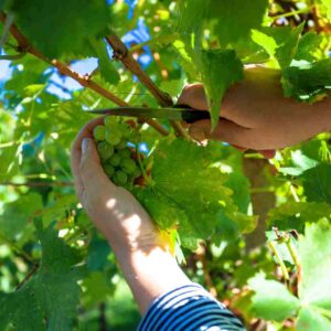 Grapes Picking in Laboy