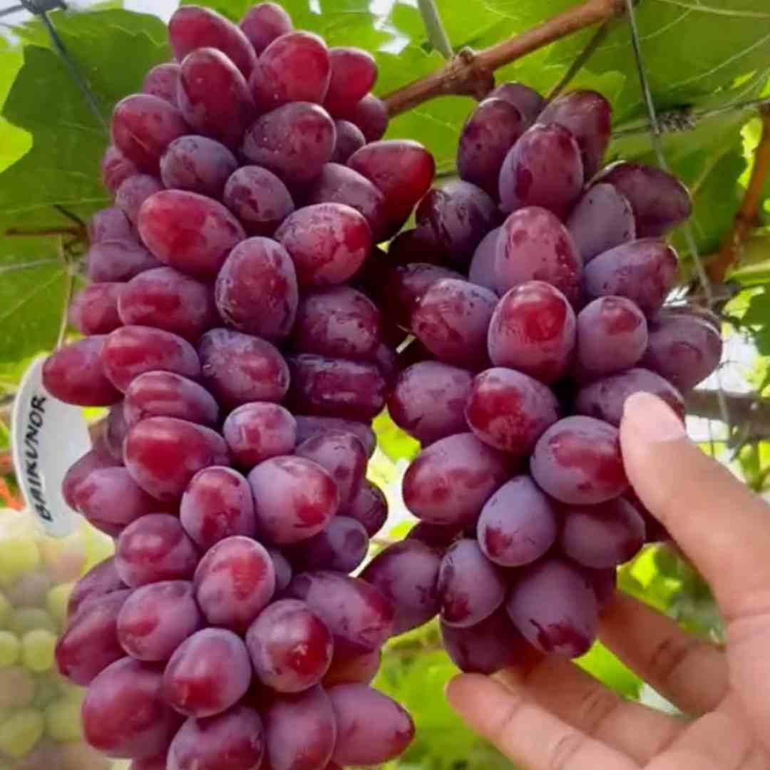 Baikonur Grapes