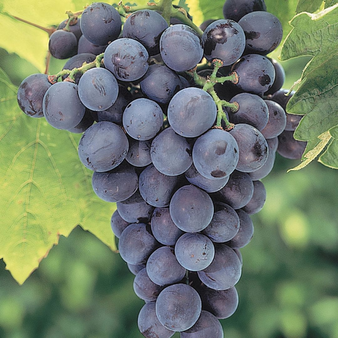 Everest Grapes