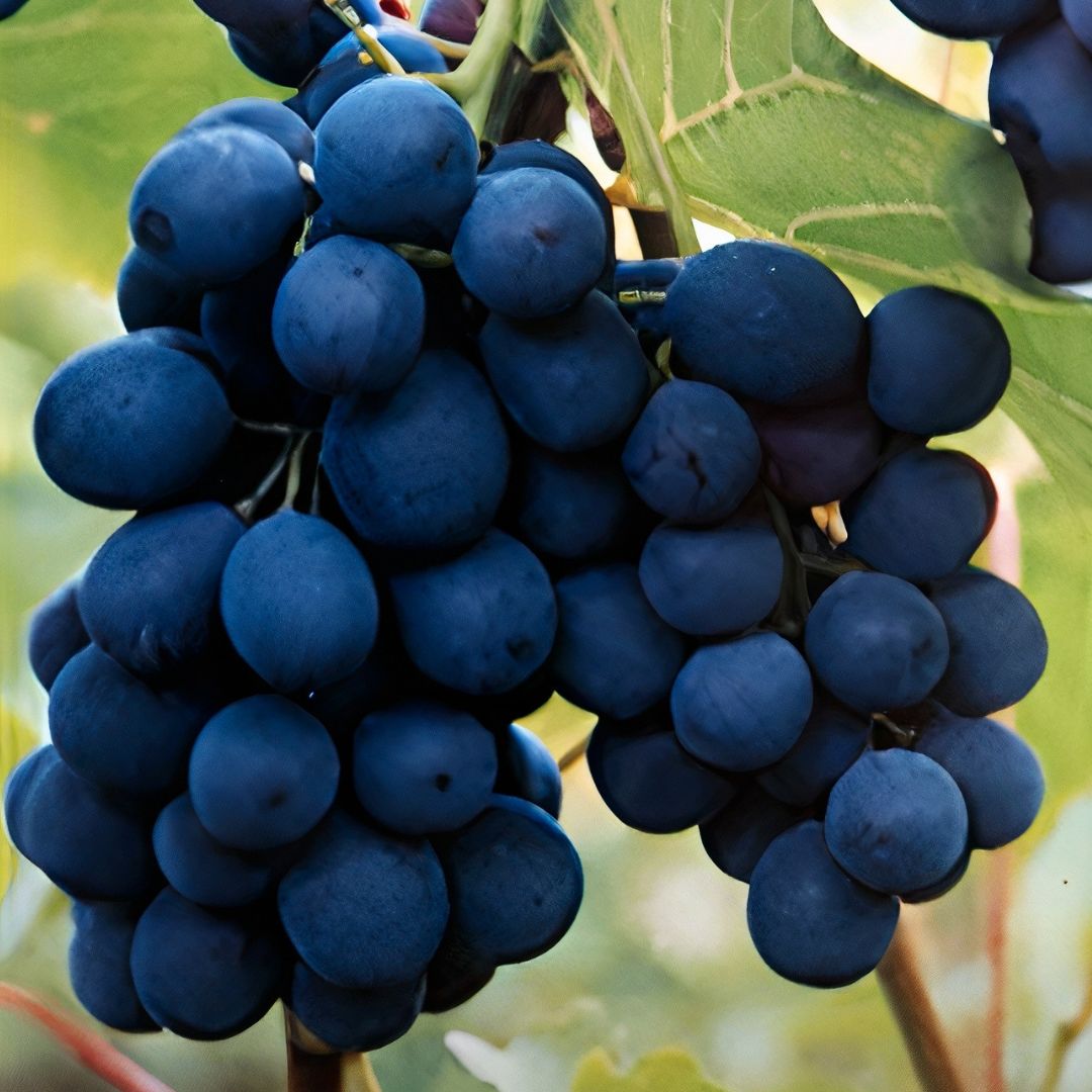 Shakhtar Grapes