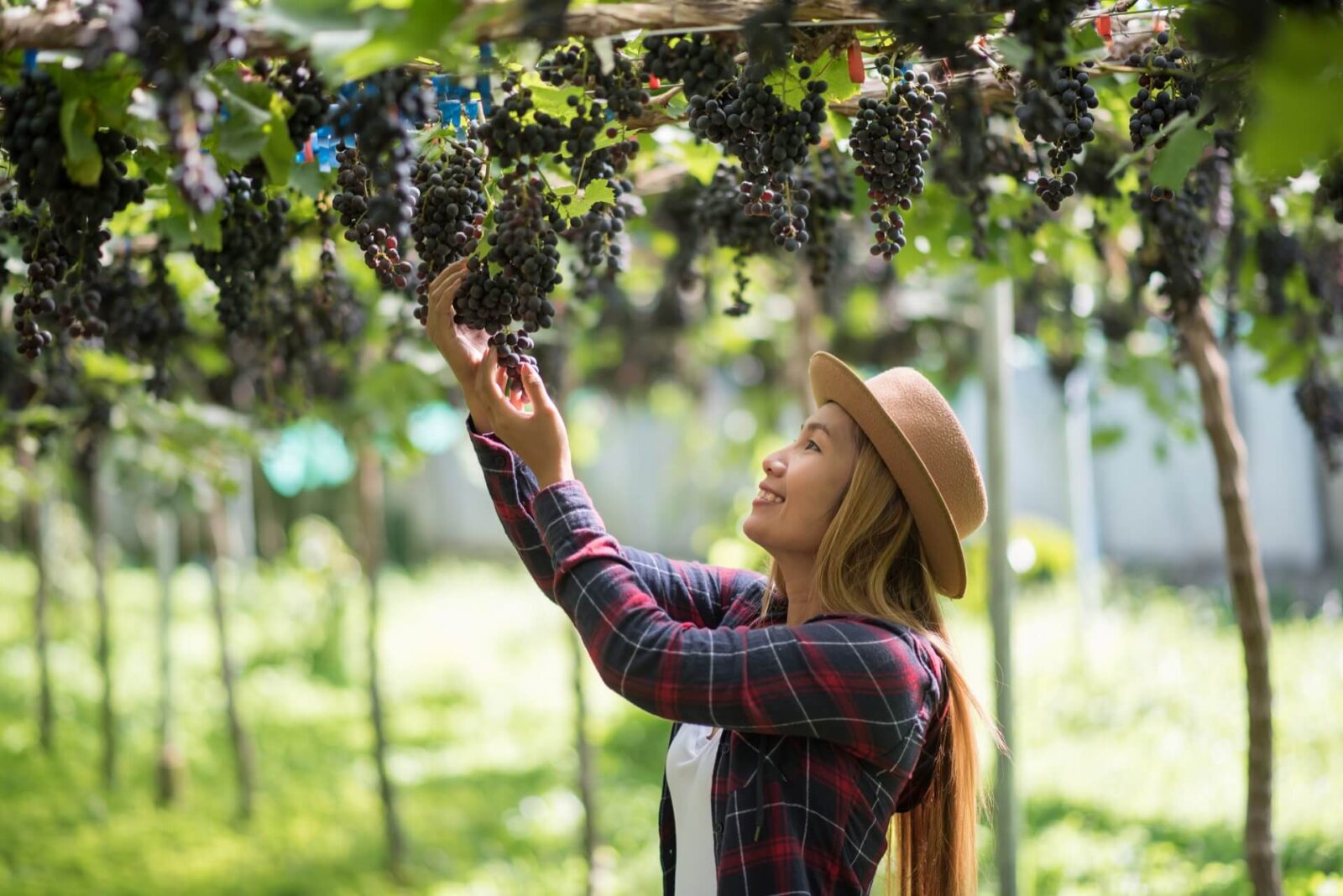 Grapes Picking in Laboy