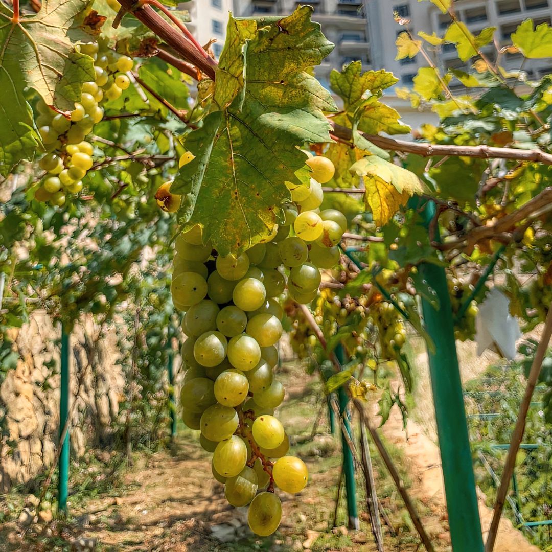 Brazillian grapes in the New Tourist Spot in Sorsogon