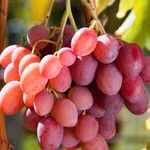 Grapes Picking in Sorsogon