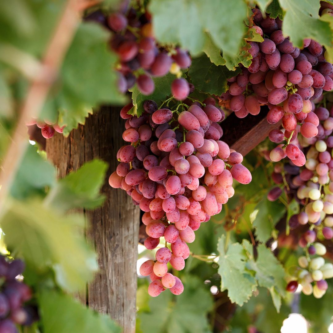 Crimson grapes