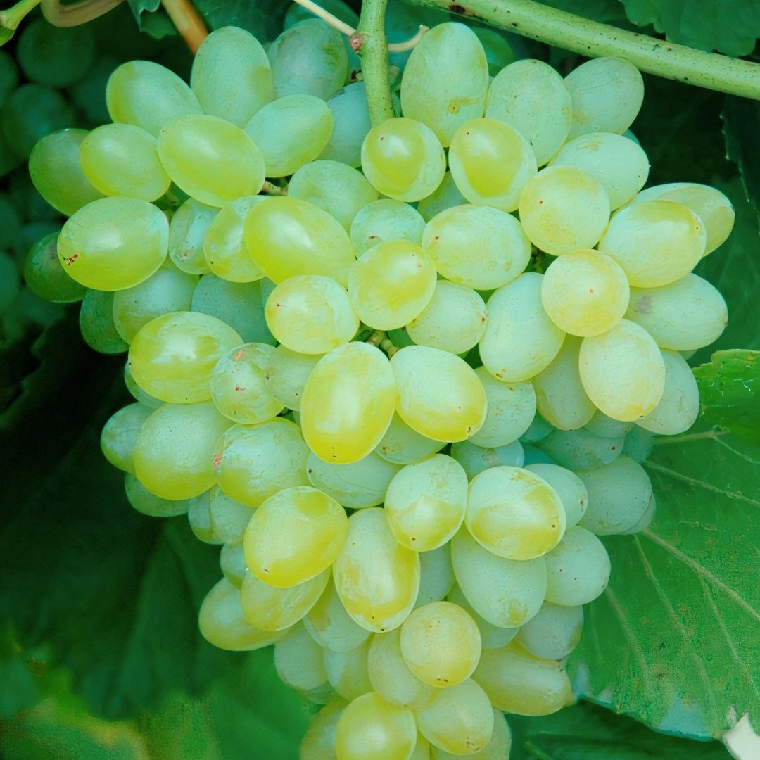 Hope grapes