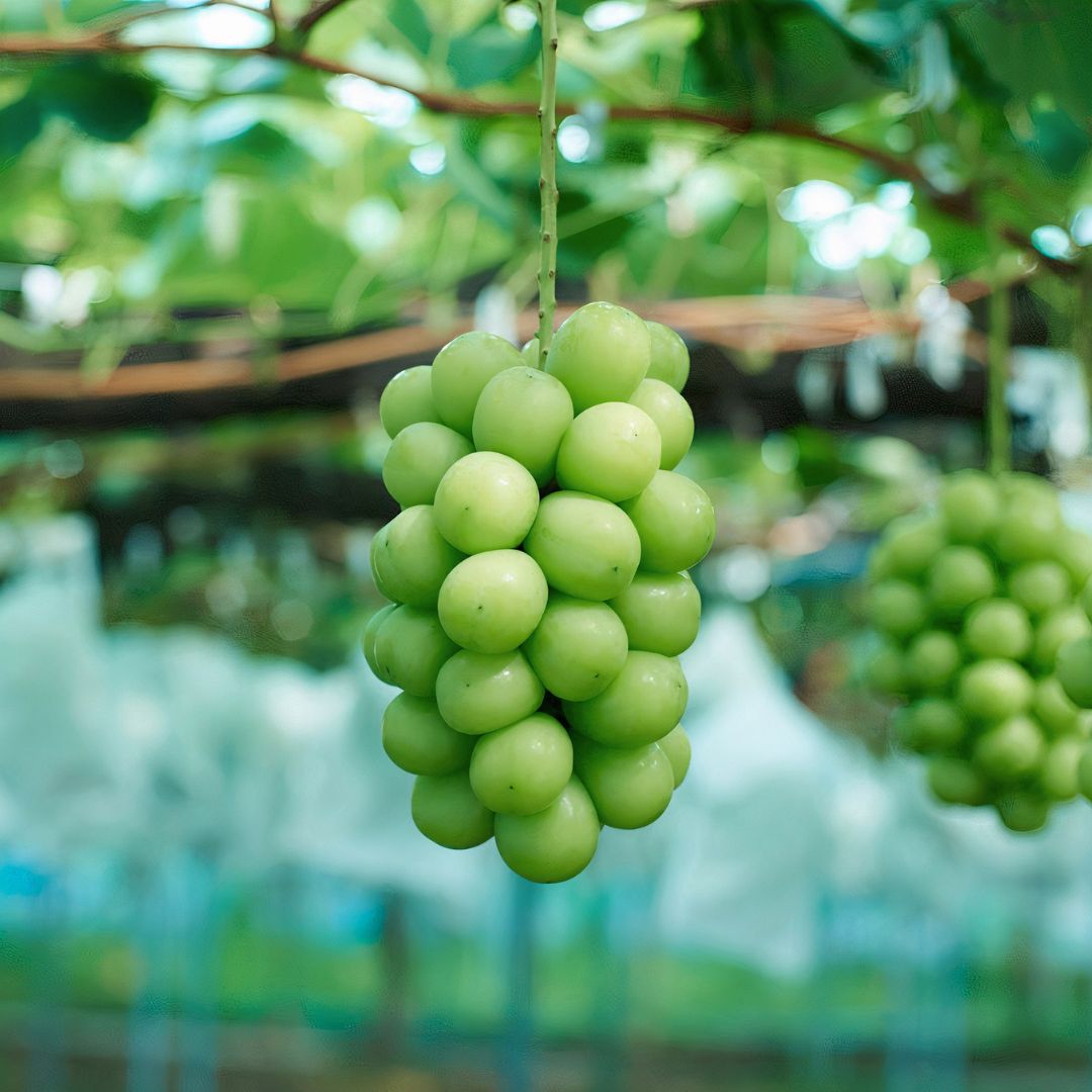 Shine muscat grapes