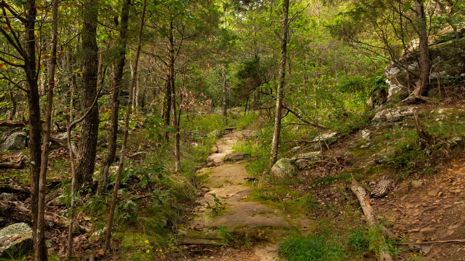 Hiking trail in matnog.