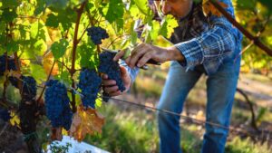 how to grow grapes in warm climate