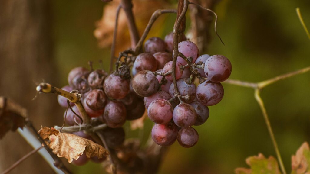 how to grow grapes hot climate