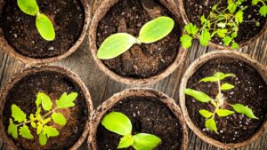 How to Grow Grapes in Pots: Container Growing Guide