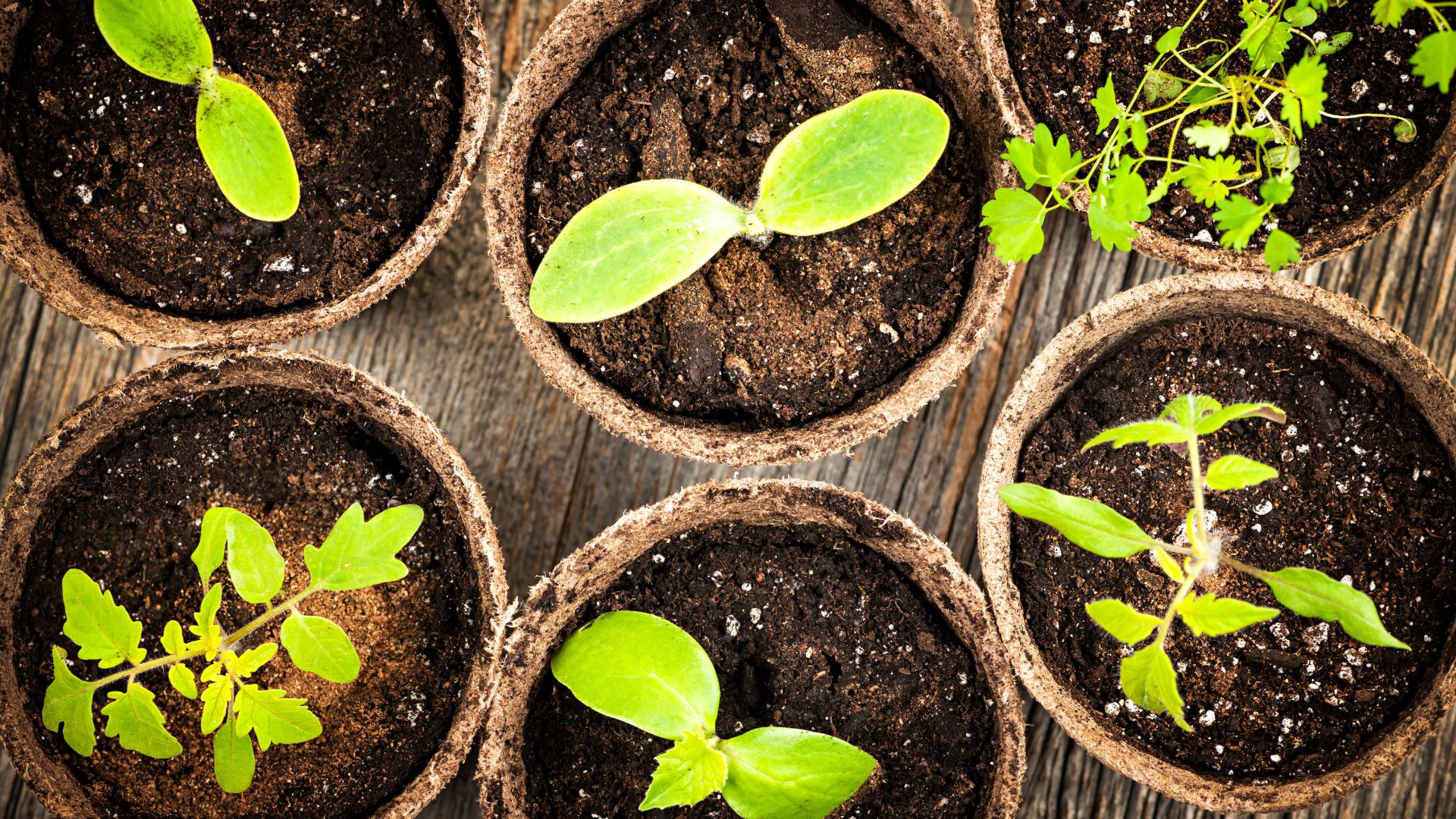 How to Grow Grapes in Pots: Container Growing Guide
