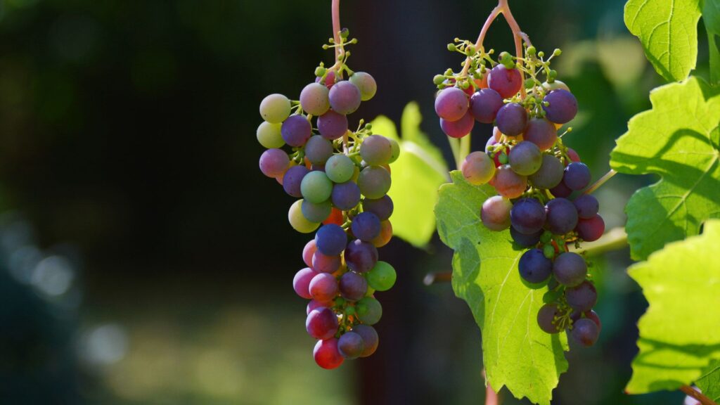 how to grow grapes in backyard