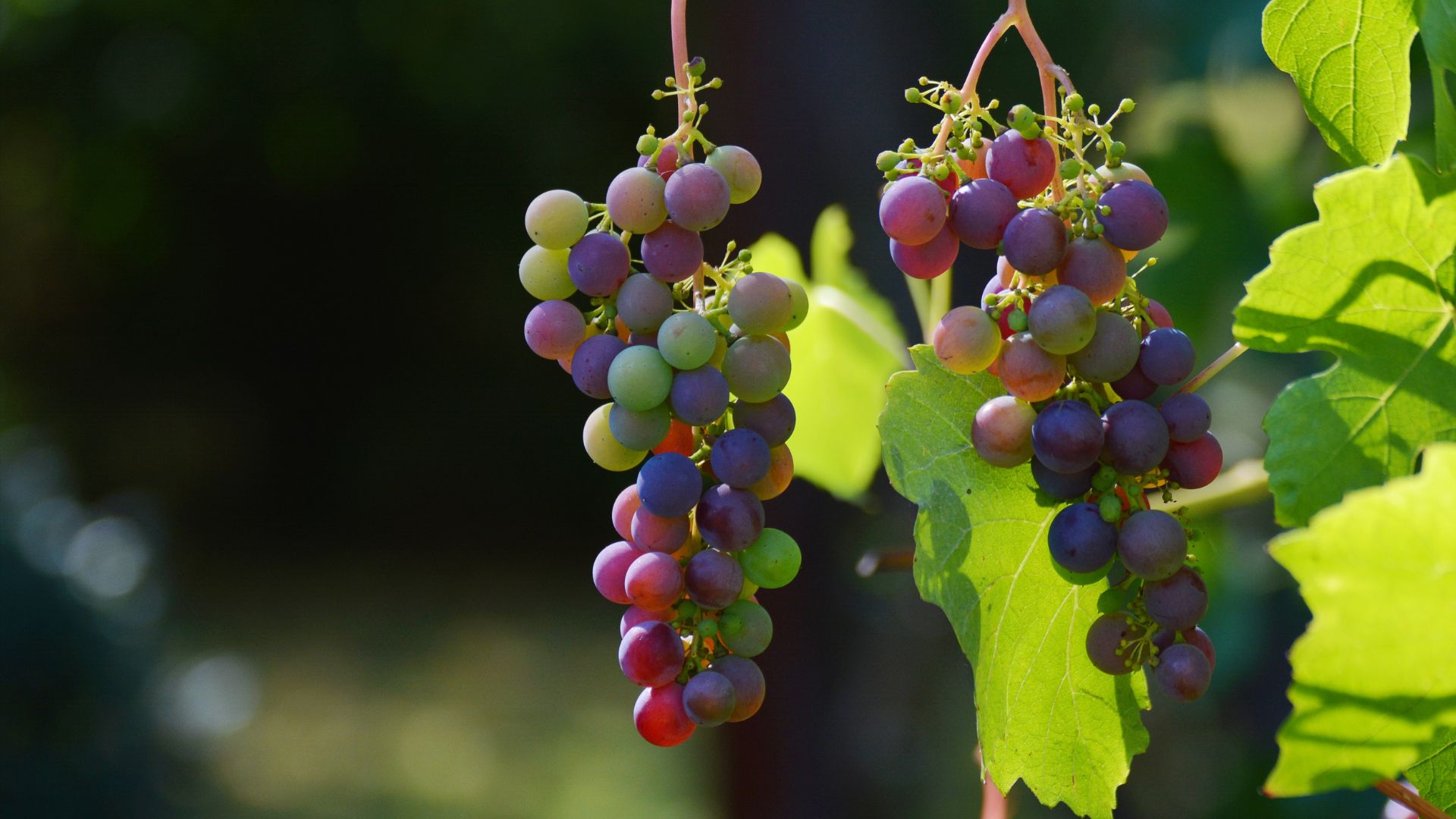 how to grow grapes in backyard