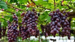 how to grow grapes tropical climate