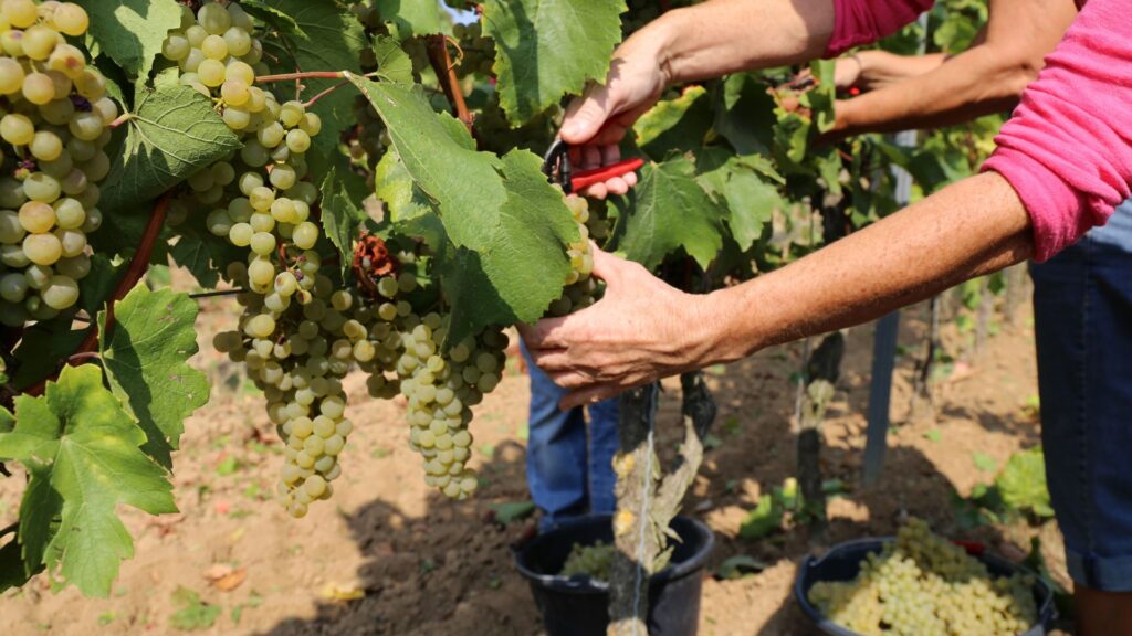 grape vine care tips