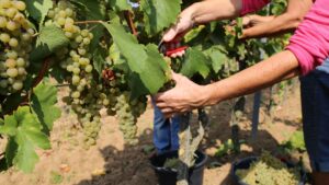 grape vine care tips