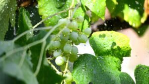 Watering Grapes Plant