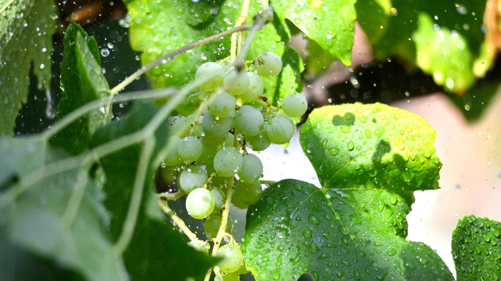 Watering Grapes Plant