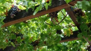 TVP Grape feature image