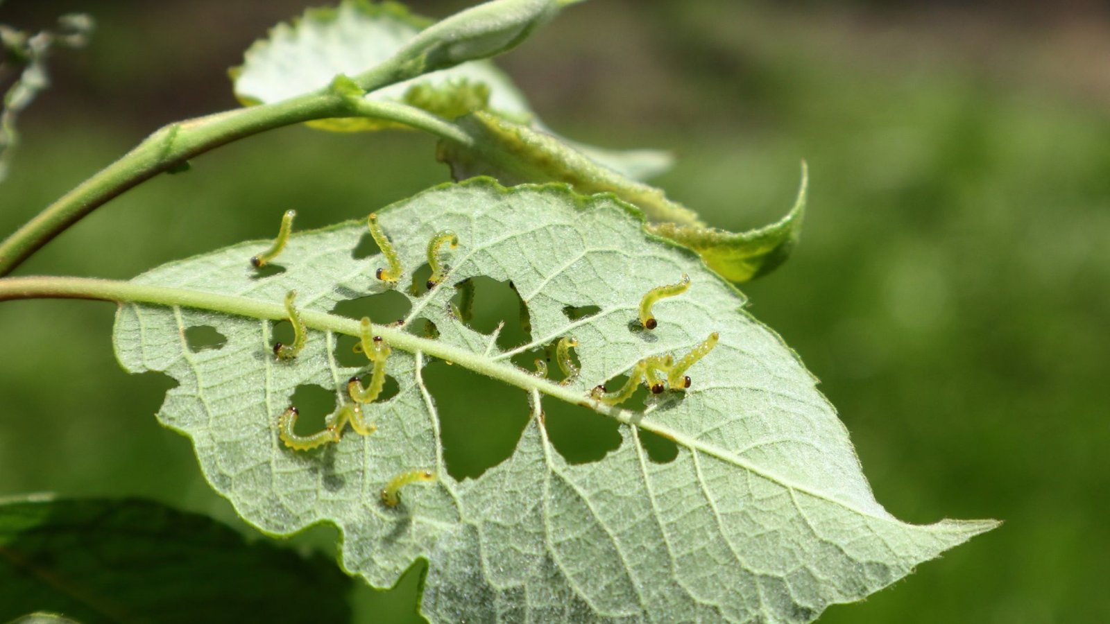 Grape Pests