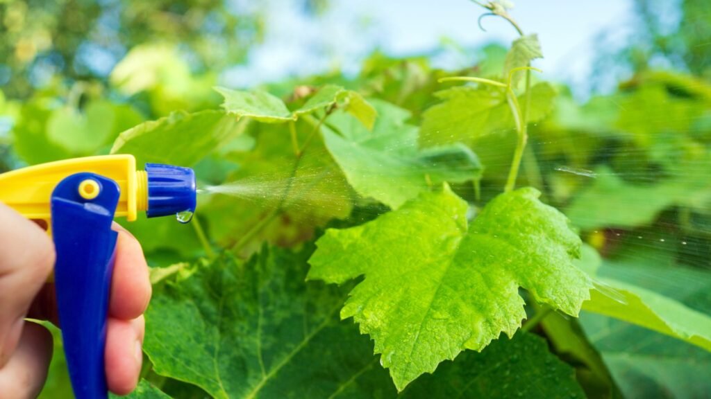 Grape Vine Fertilization