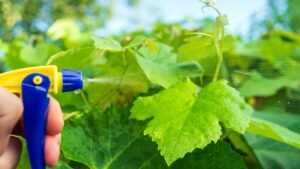 Grape Vine Fertilization