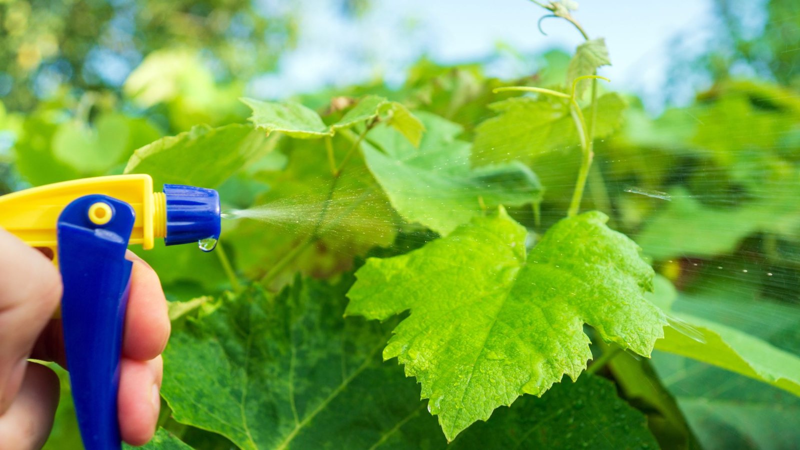 Grape Vine Fertilization