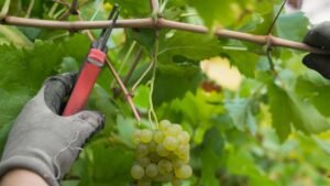 TVP Grape feature image