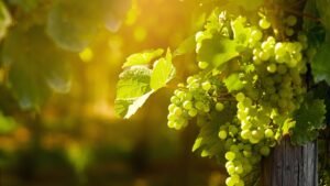 TVP Grape feature image