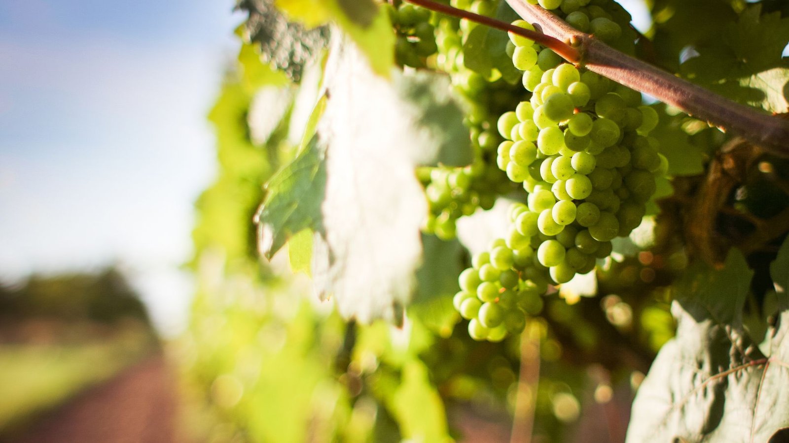 Grape Growing in Summer Heat Survival Tips