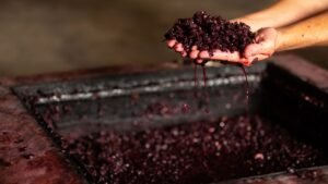 Juice Grape Varieties List for Blending