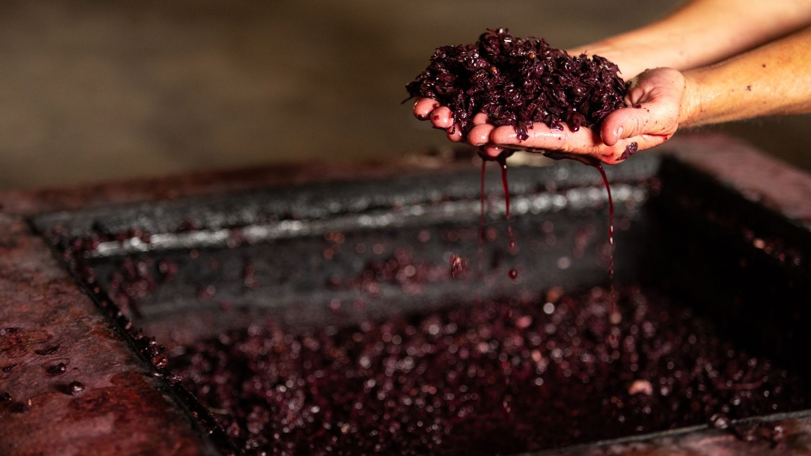 Juice Grape Varieties List for Blending
