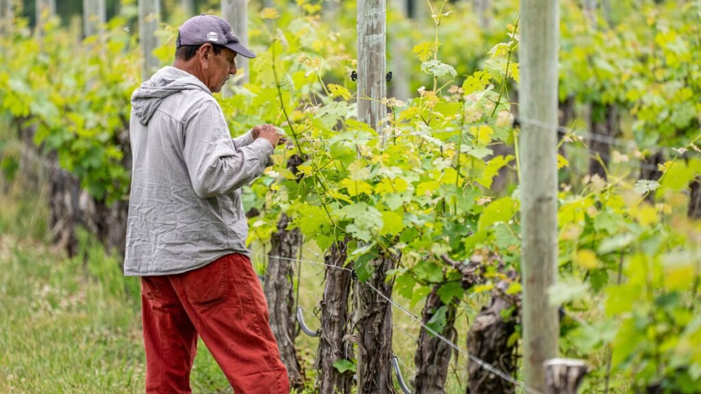 Seasonal Grape Care Guide Year-Round Tasks