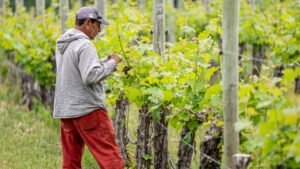 Seasonal Grape Care Guide Year-Round Tasks