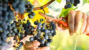 Grape Harvest Season in a Hot Climate: Timing Guide
