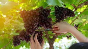 Best Time to Plant Grape Vines: Seasonal Guide