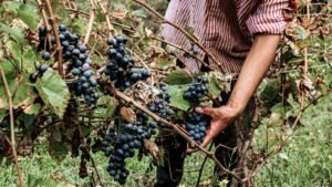 When to Plant Grapes in a Tropical Climate: Schedule