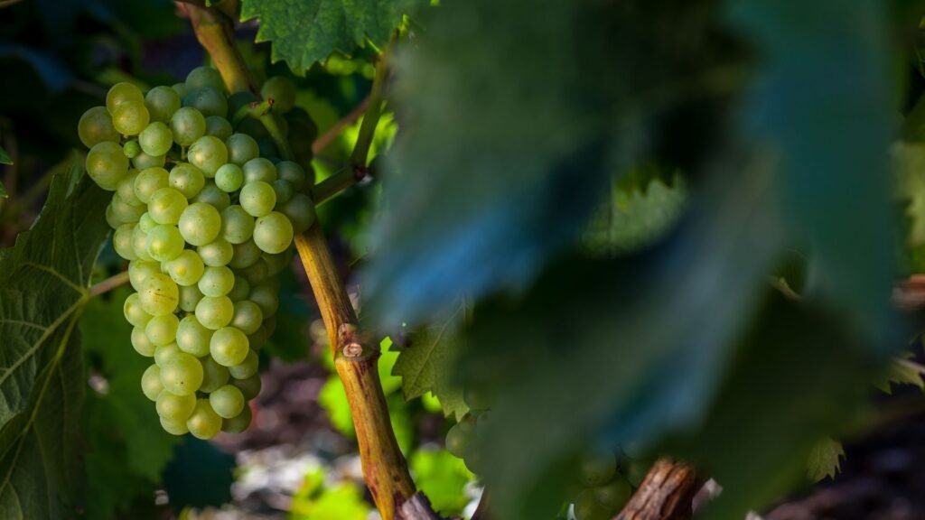 Grape Growing Season in a Warm Climate