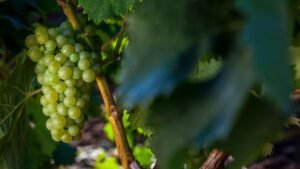 Grape Growing Season in a Warm Climate