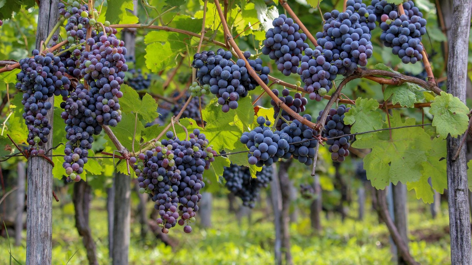 Best Month to Plant Grape Vines: Climate-Based